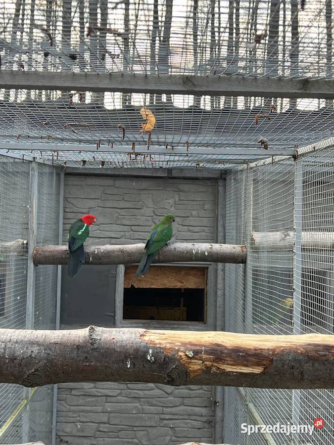 Szkarłatki królewskie para Wieruszów