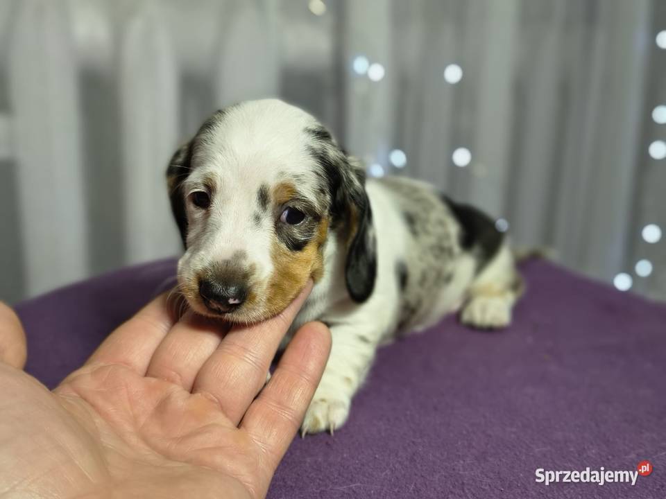 Jamnik suczka Jamnik Żychlin