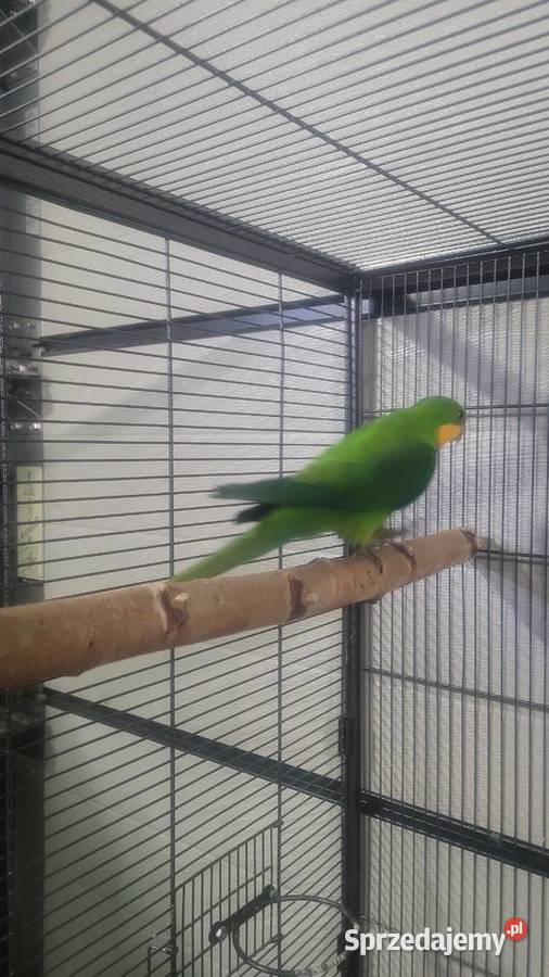 Papugi barabandy małopolskie Wieliczka