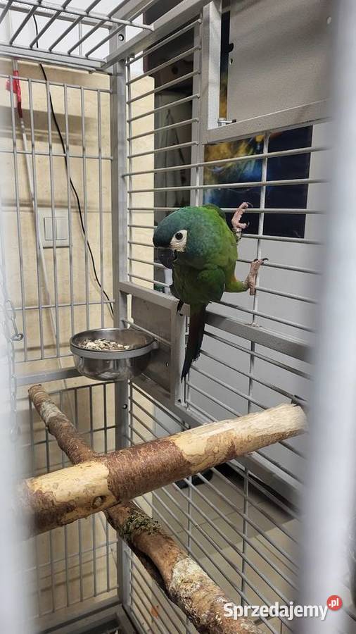 Papugi sprzedam Garwolin