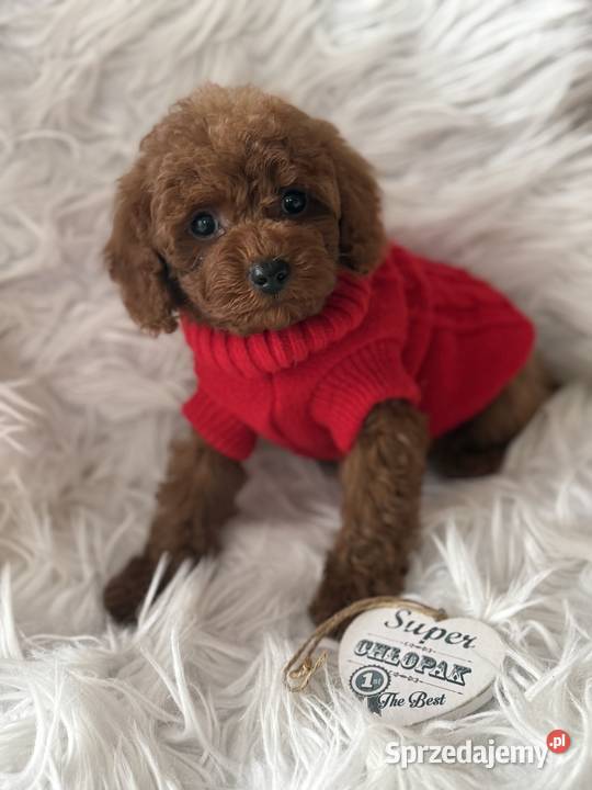 Pudel Toy szczeniak piesek sunia Polanka Wielka