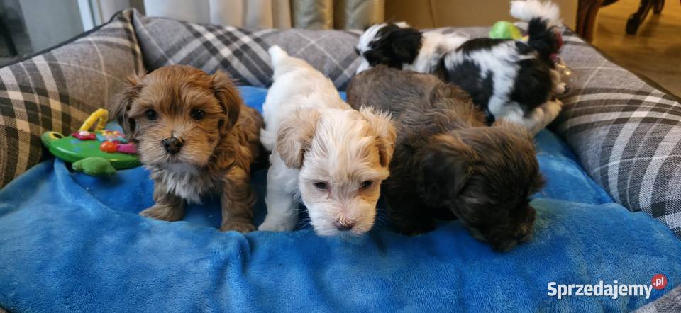 Rezerwacja piesek suczka Hawańczyk Championie Chrośla