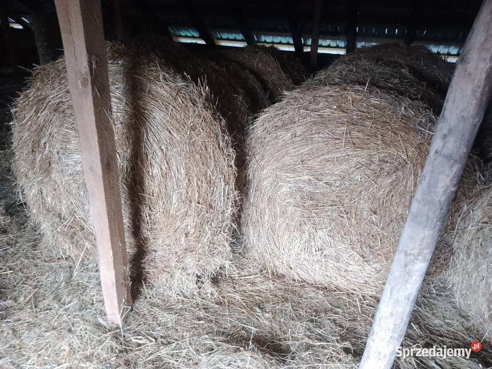 Sprzedam słomę owsianą Horodyszcze
