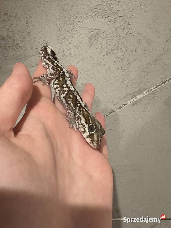 Sprzedam gekona madagaskarskiego Sulejówek