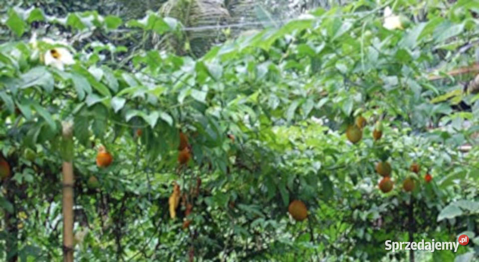 PRZEPĘKLA Momordica cochinchinensis NASIONA 4 Lubanie