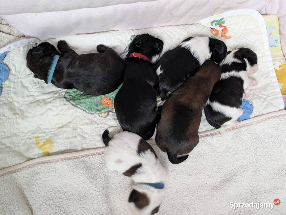Szczenięta shih tzu z genem blue Psy Zawiercie