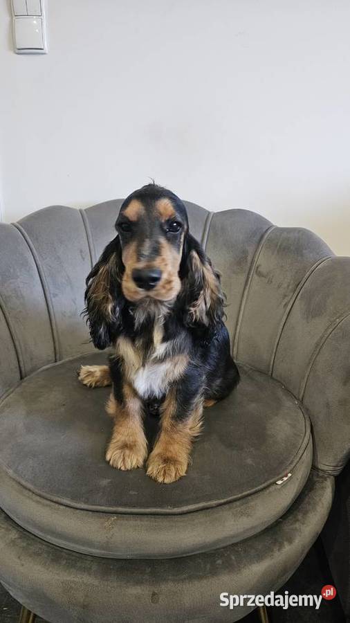 Cocker spaniel angielski opolskie Jasienie