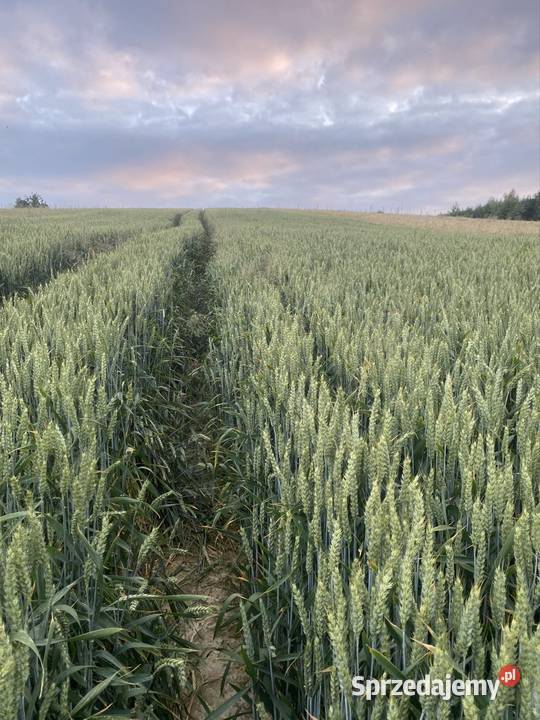 Pszenica ozima Kilimandżaro centrali Rolnictwo Bochnia