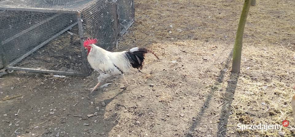 Koguty włoszki legbar 25r Pruchna