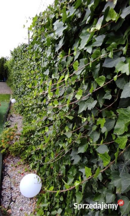 Szybki Żywoplot Bluszcz Hedera Helix Liściaste Jasieniec