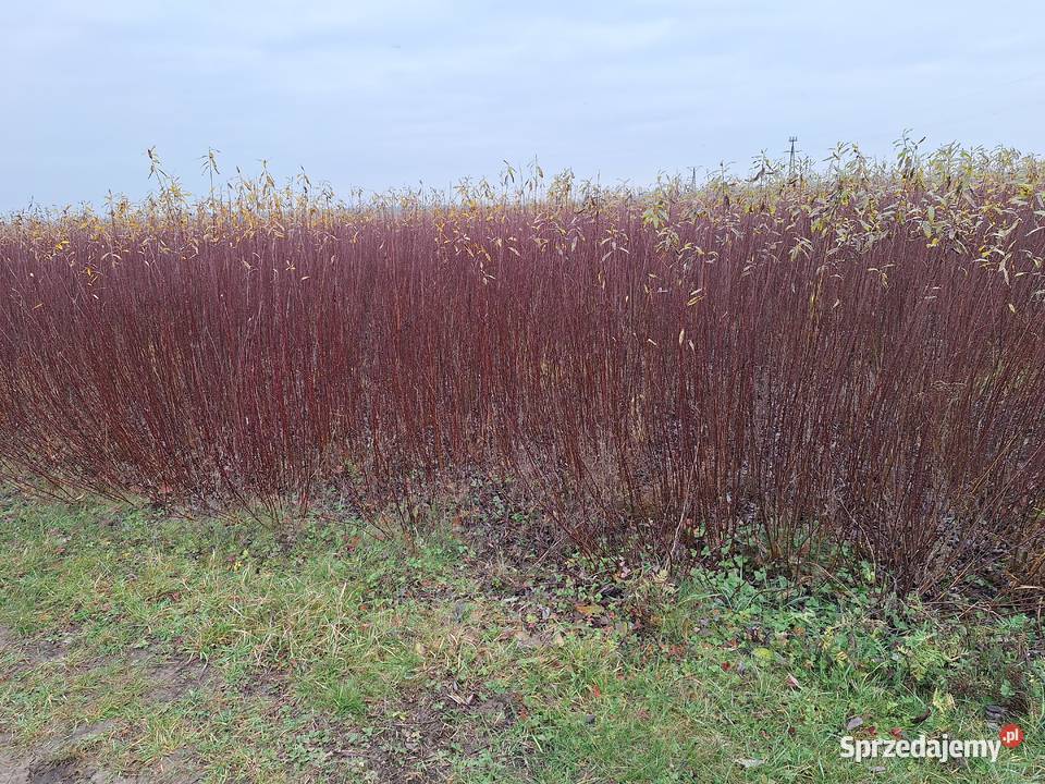 Wiklina zielona wykoszona niesortowana Leżajsk