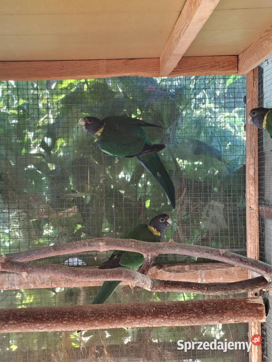 Sprzedam papugi rozella królewska białolica mazowieckie Sochaczew