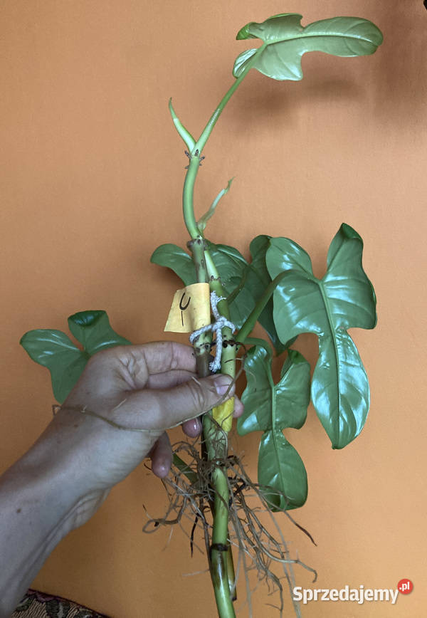 Zestaw sadzonek Philodendron filodendron Zielone Kraków