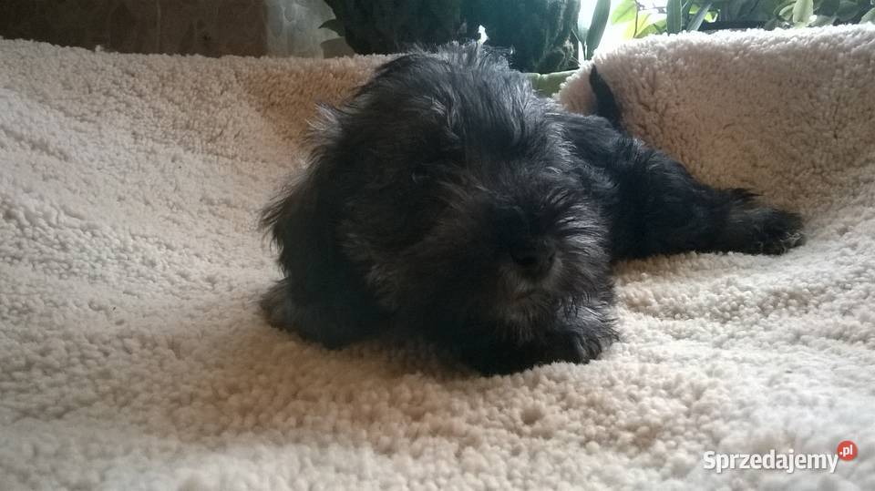 sznaucer miniaturowyszczenięta z metrykągotowe Lubień Kujawski