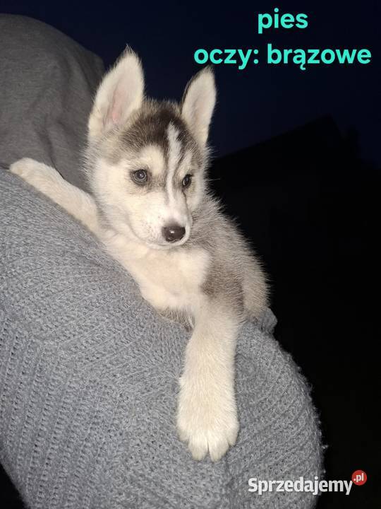 Szczenięta Husky świętokrzyskie Jędrzejów