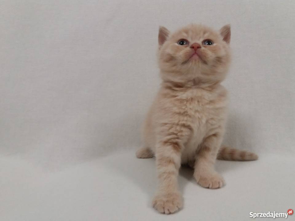 Kocięta brytyjskie krótko i długowłose liliowe