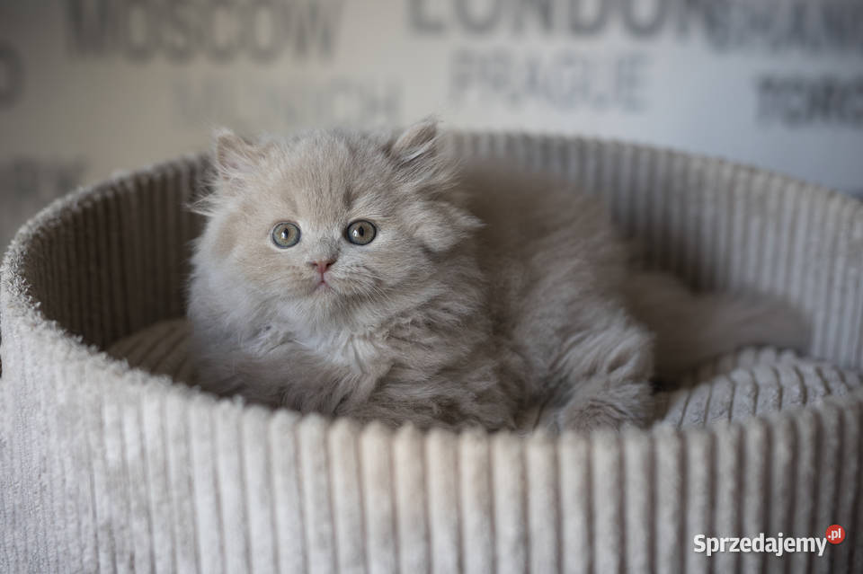 Brytyjski Długowłosy Kocur Długowłosy Płowy Kaźmierz