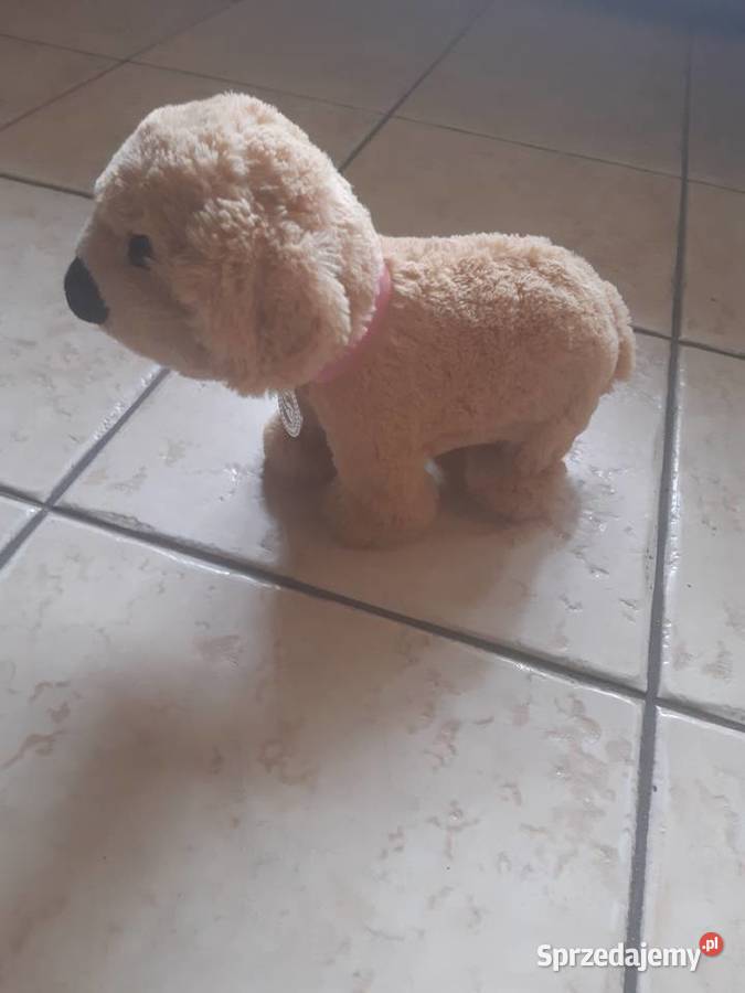 Pies interaktywny na baterię łódzkie Łódź sprzedam