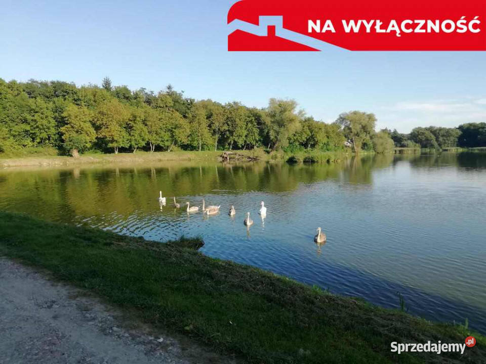 Działka o pow 46 ha w Klementowicach gm Kurów Klementowice