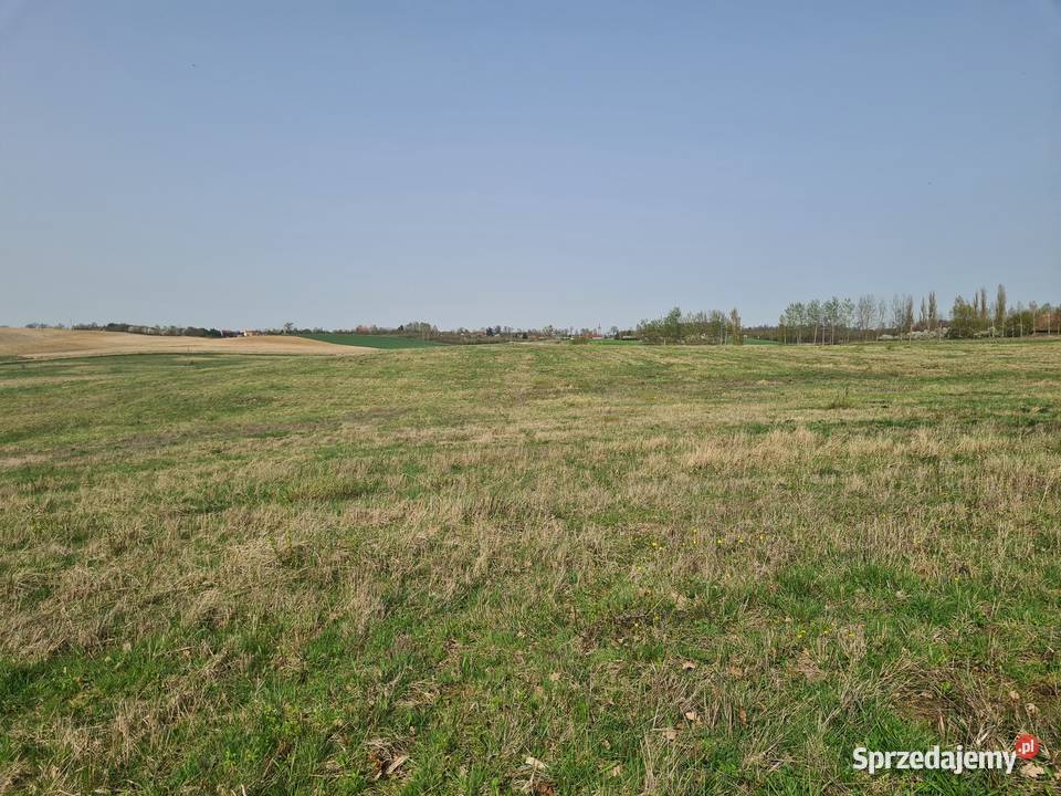 Mamry rolna Sprzedaż Trygort sprzedam