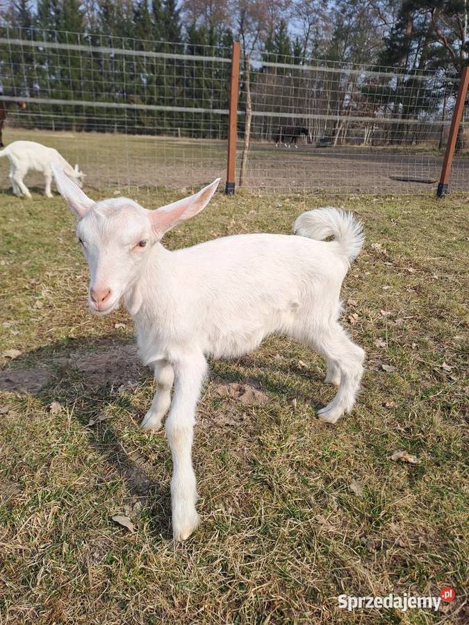 Sprzedam koziołki i kózki