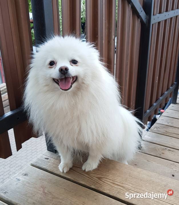 szpic miniaturowy pomeranian sprzedam