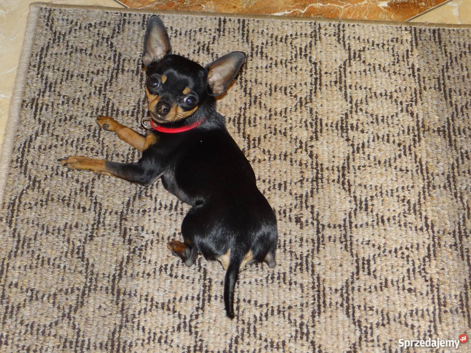 Ratlerekratlerki pinczer pinczerek krycie mazowieckie