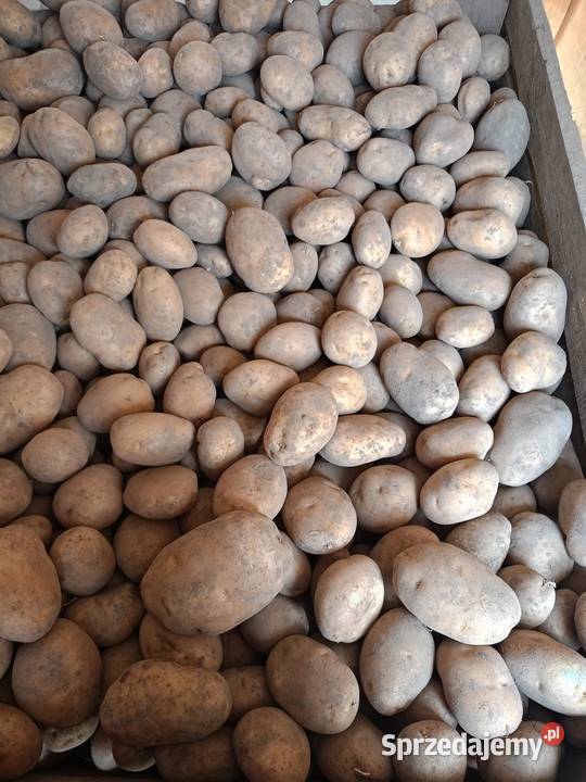 Ziemniaki Jurek Pełczyska sprzedam