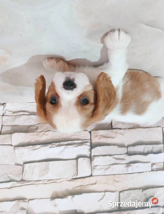 odchowana zdrowa suczka Cavalier king charles podkarpackie