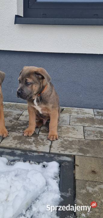 Cane Corso rodowodowe Bychawa sprzedam