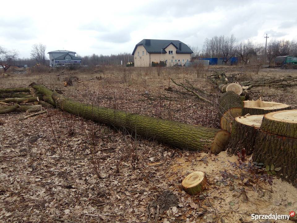 Dęby super Wołomin