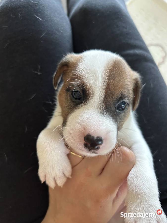 Szczenięta Parson Russell Terrier śląskie Gruszewnia