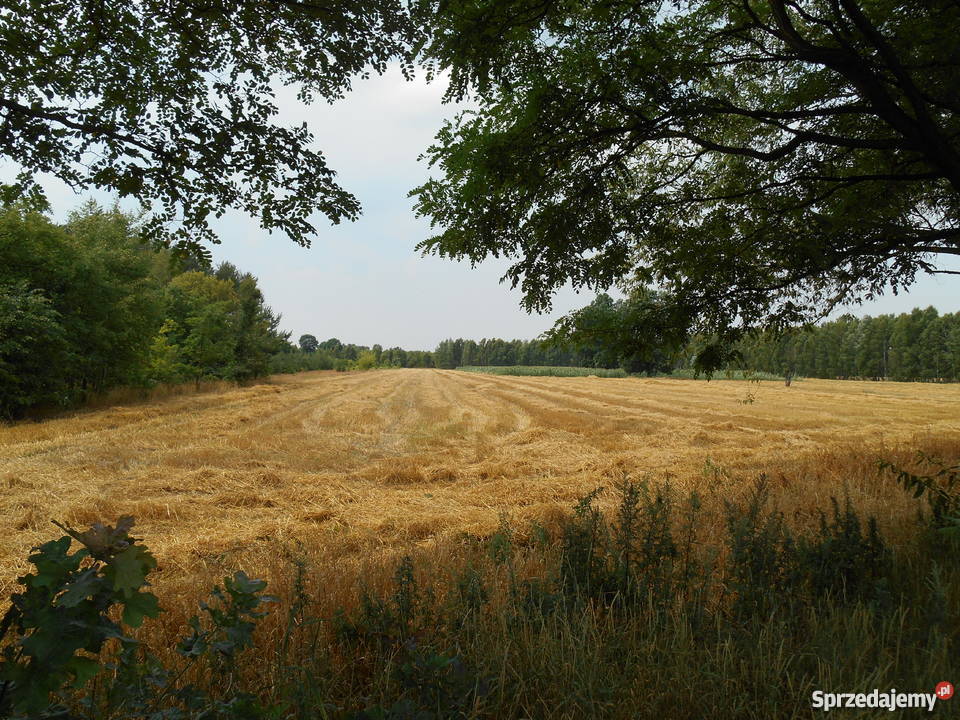 Działka rolnobudowlana 15000m Kożuszki-Parcel