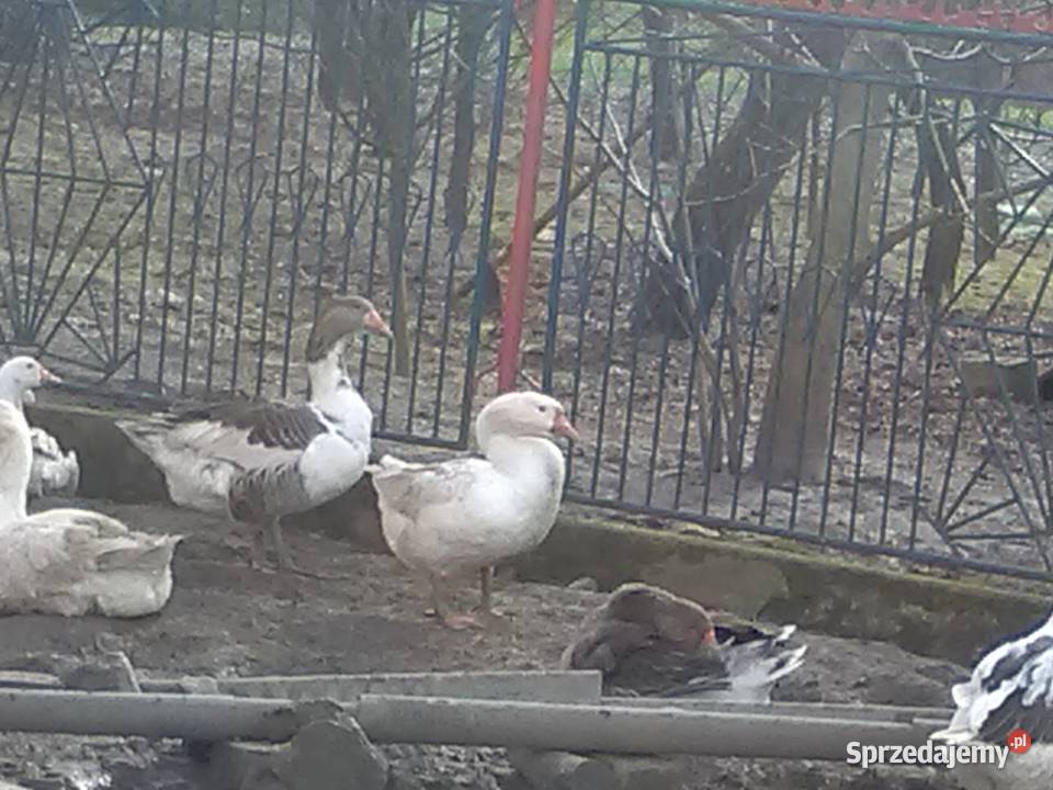Sprzedam Gąsiory biało szary i bialy 150 zl Rolnictwo