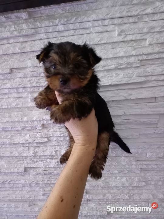 Yorki Yorkshire terrier odbstyczen Szczecinek