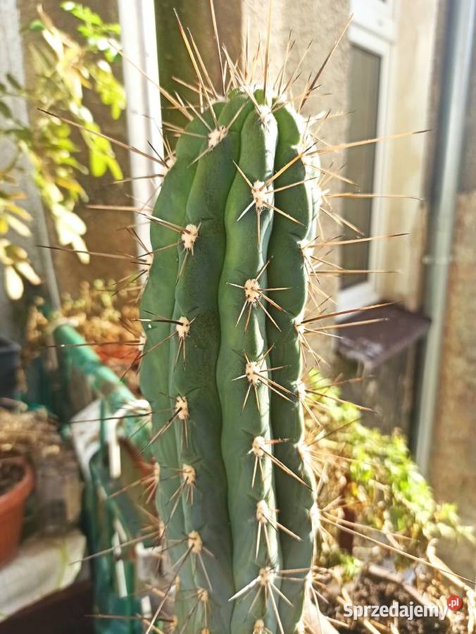 Super piękny kaktus Piła sprzedam