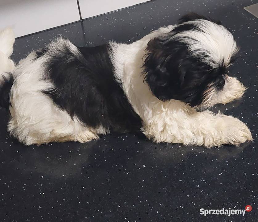 Szczeniaczki Shih tzu Łaziska