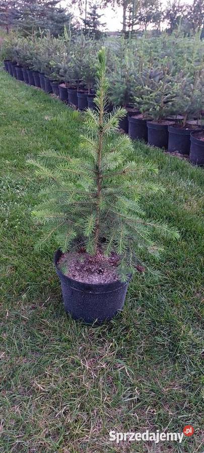 Świerk serbski Siedleczka
