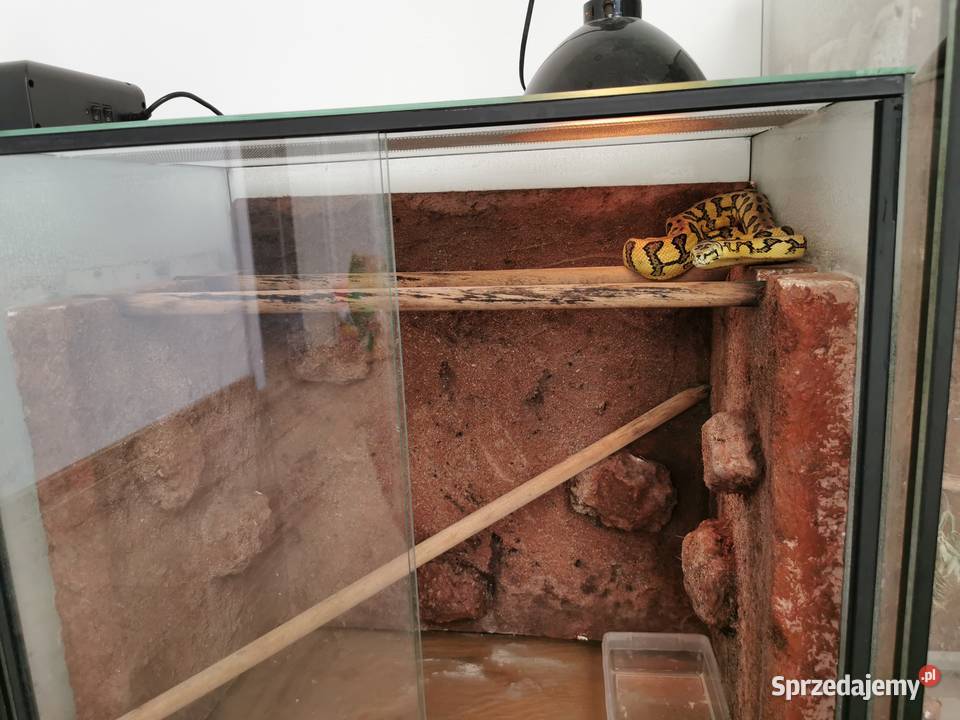 Terrarium morelia spilota Jaworzno