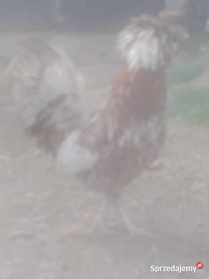 Koguty czubatki Sosnowica