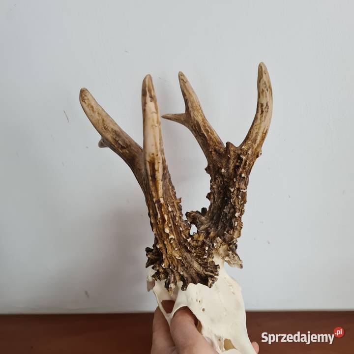 NPWOŚĆ Kopia rekordu świata Czechy 810 gr 223CIC