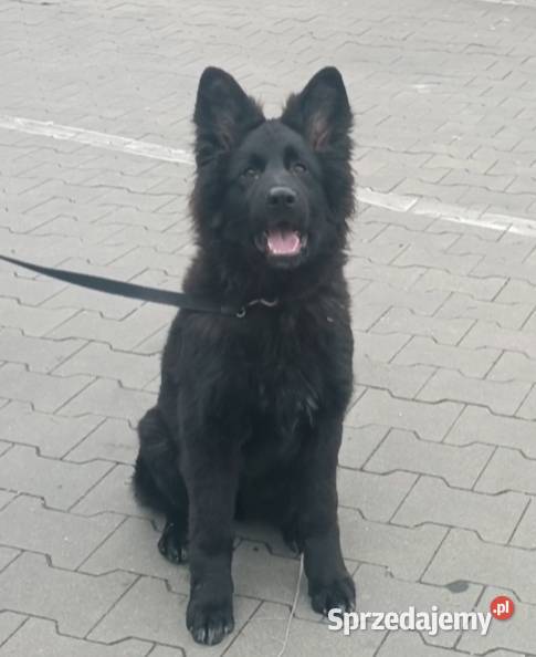 szczeniaki owczarki niemieckie długowłose ZKwP kujawsko-pomorskie Tuchola sprzedam