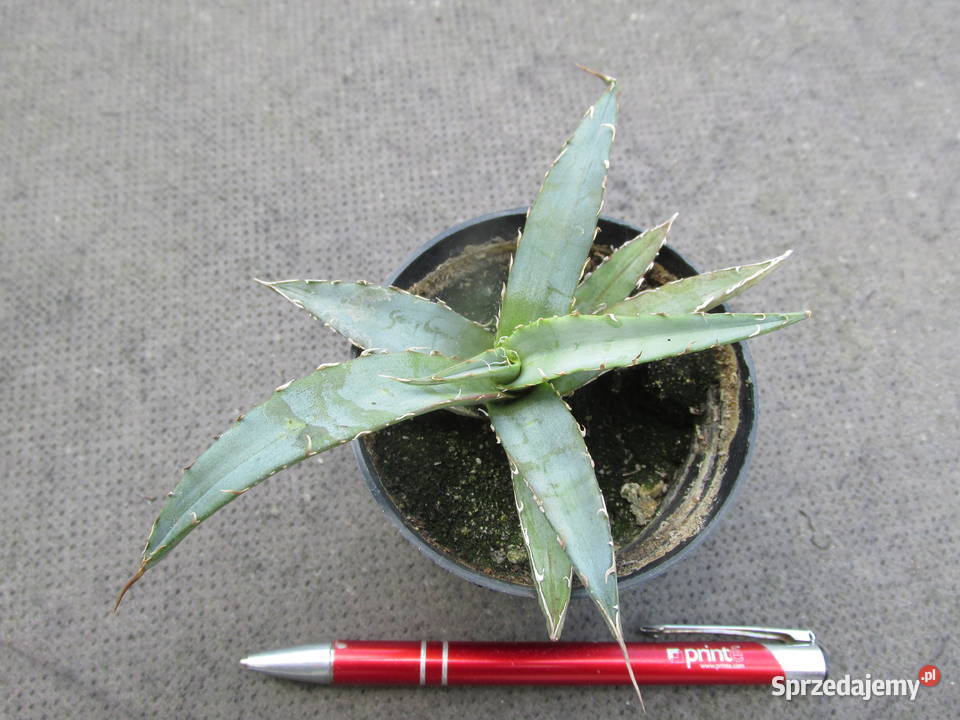 Unikatowa agawa kolekcjonerska agave Pozostałe Kraków