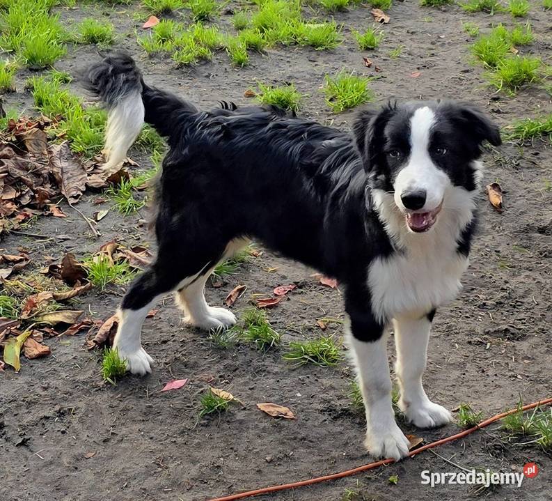 Piękny piesek border collie 5 miesięczny Pozostałe Psy Łódź