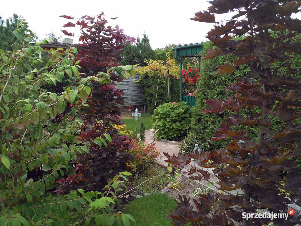 Sprzedam działkę ROD Świętojańska Konin polna