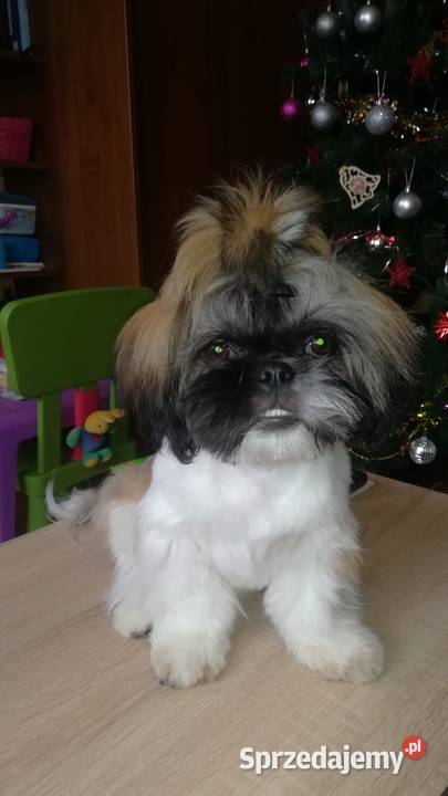 Reproduktor Shih Tzu Opole sprzedam