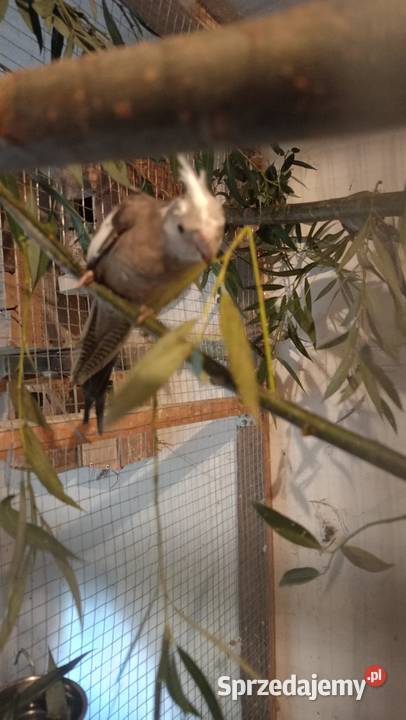 Rozzele białolice z tego roku