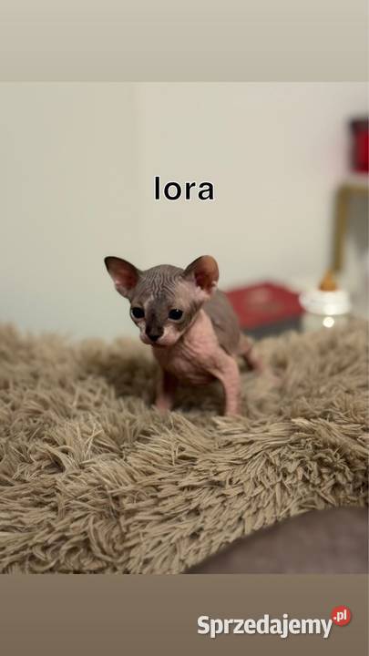 kociaki sfinks kanadyjski sfinksy kocurki koty Skuszew