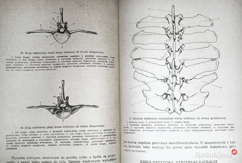 Anatomia zwierząt Tom 1 Kazimierz Krysiak Chełm