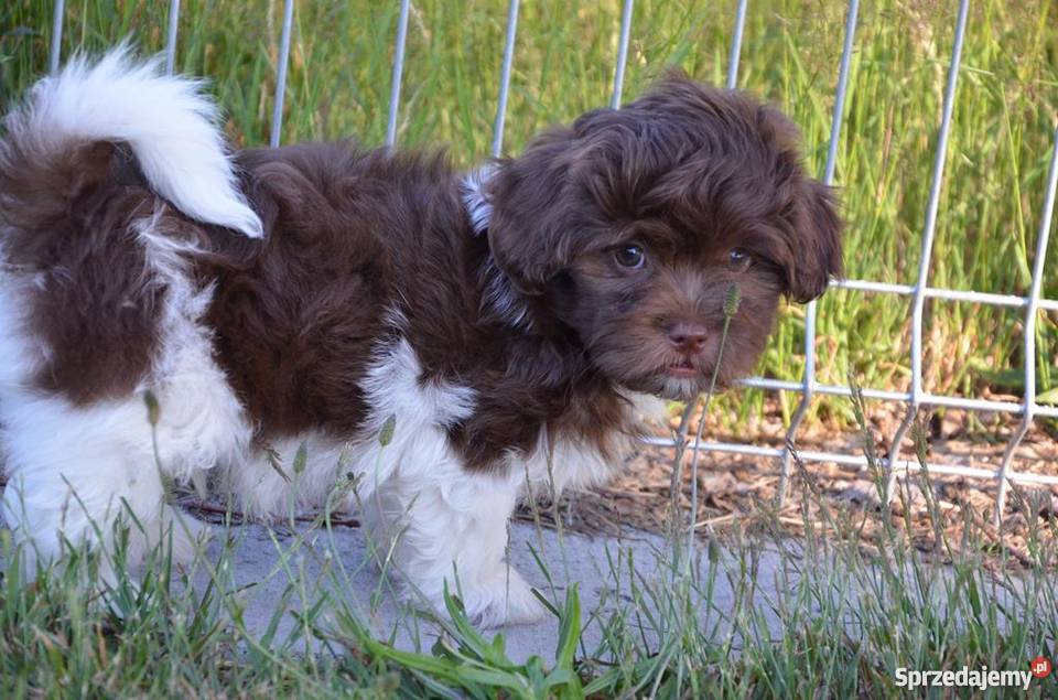 HAWAŃCZYK piesek Orlando piękny wyjątkowy Ostrzeszów